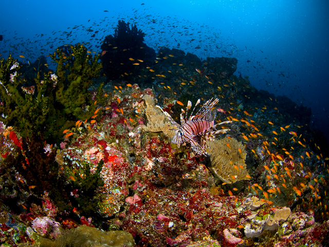 Indonēzijas apskates objekti Pulau Weh daivings niršana